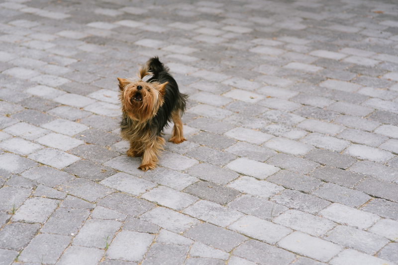 bröllop stundars korsholm vasa fotograf Julia Lillqvist