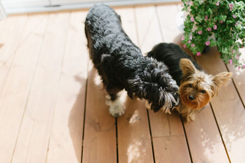 bröllop stundars korsholm vasa fotograf Julia Lillqvist