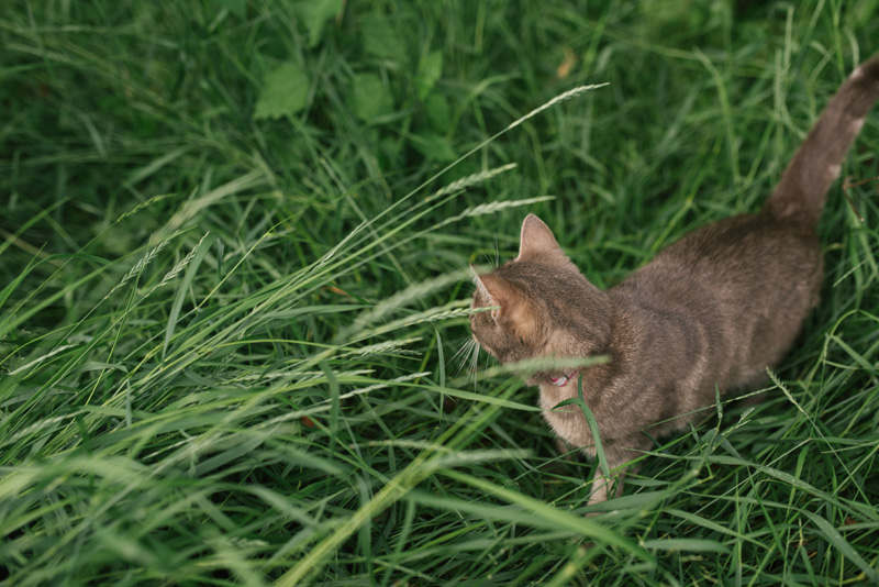 Förlovningsfotografering jakobstad fotograf Pedersöre Julia Lillqvist