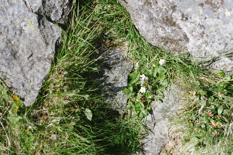 replot bröllopsfotograf vasa Julia Lillqvist