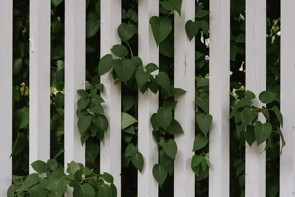 Åbo bröllopsfotograf Åland