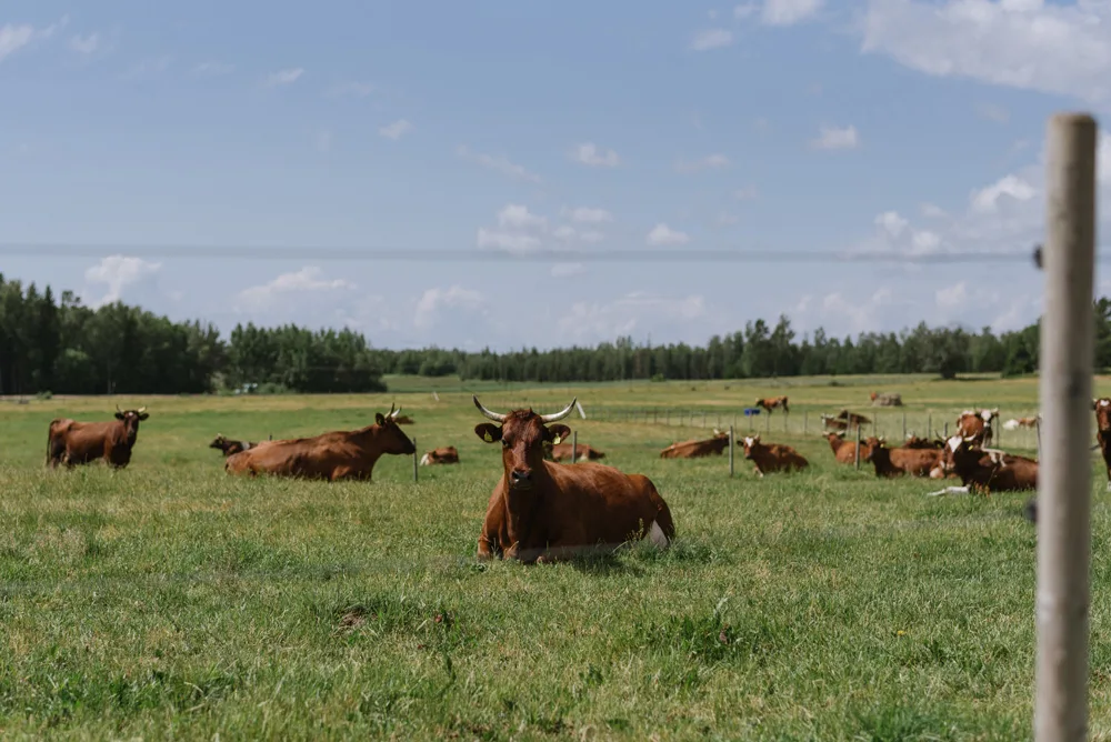 valokuvaaja Turku fotograf Julia Lillqvist