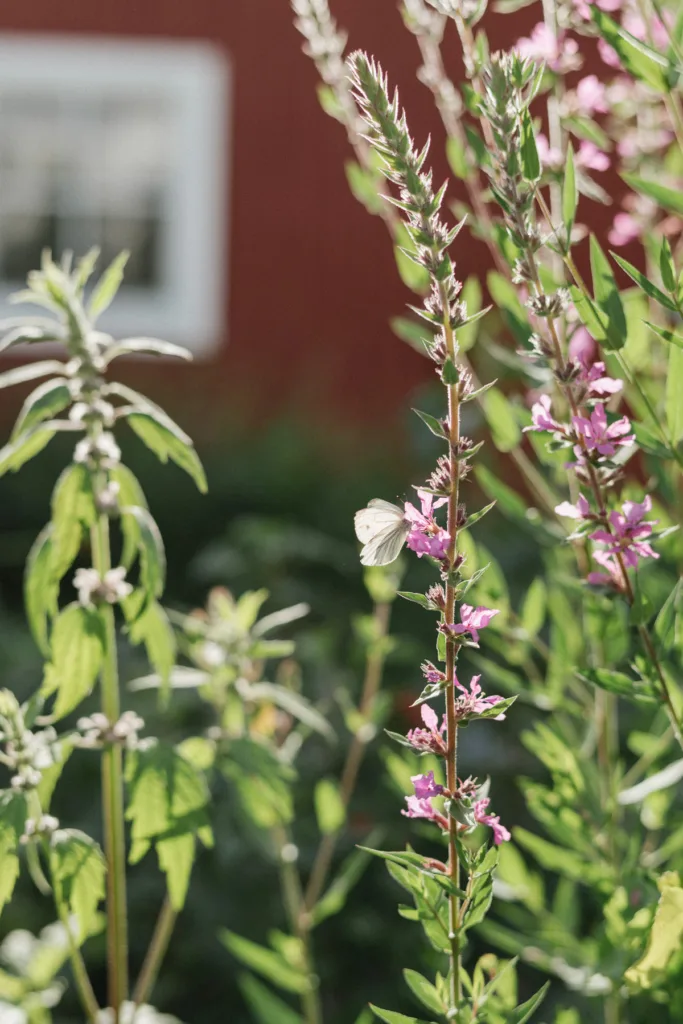 trädgård bröllop inspiration bröllopsfest hemma