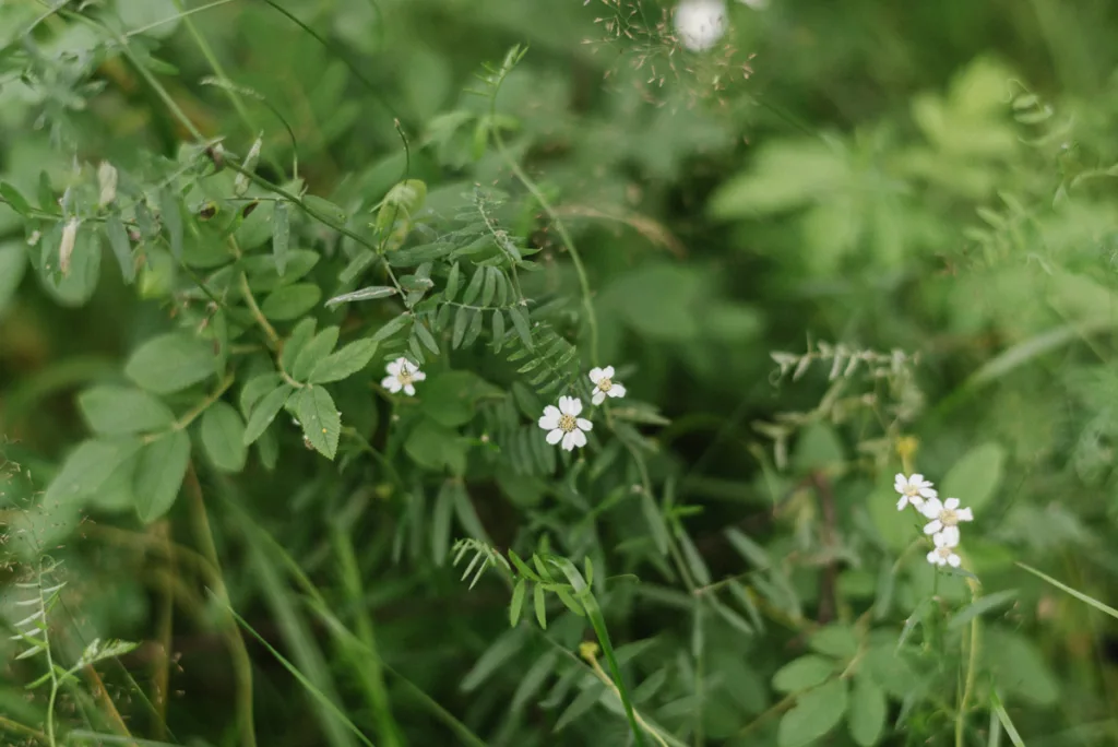 trädgård bröllop inspiration bröllopsfest hemma