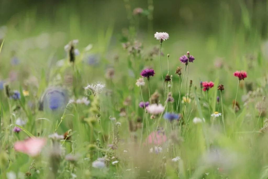 trädgård bröllop inspiration bröllopsfest hemma