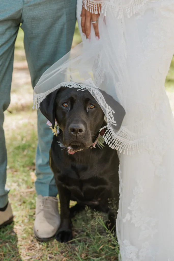 A black Labrador retriever with a veil sits between a couple at their wedding, adorned with floral accents around its neck, showcasing a charming wedding moment.