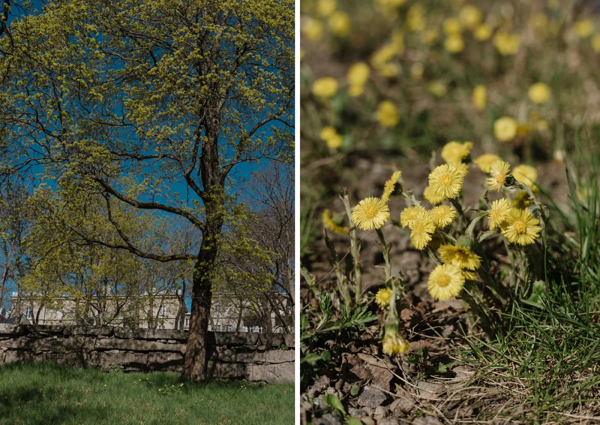 turku hääkuvaaja kevät häät